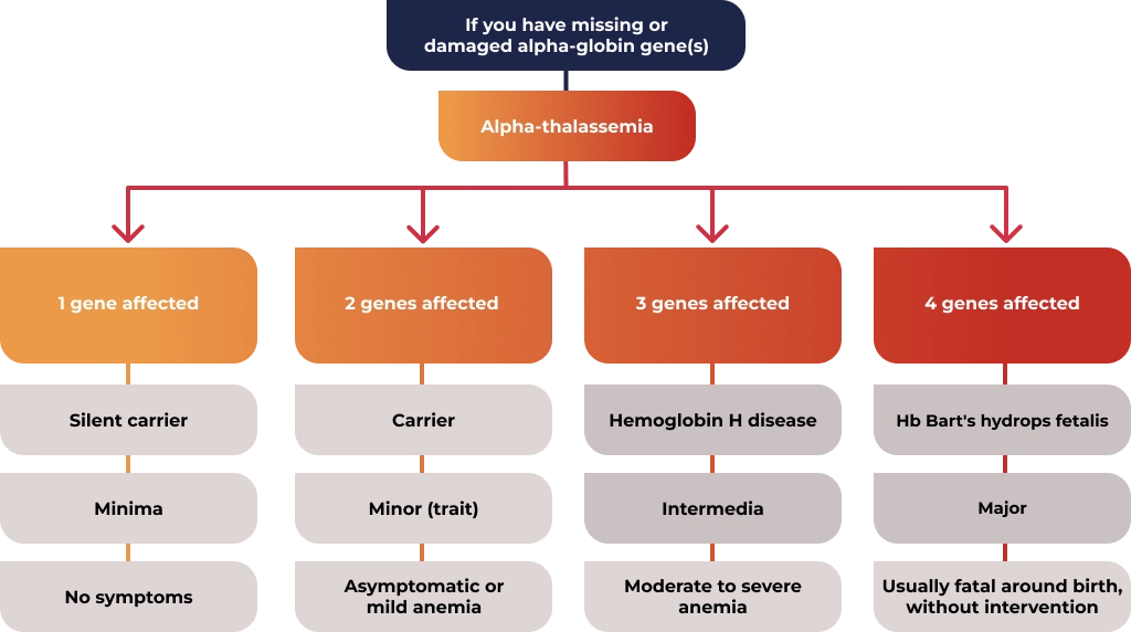 With alpha-thalassemia, up to 4 genes may be affected. This will determine if it's alpha-thalassemia minimia, minor, intermedia, or major.