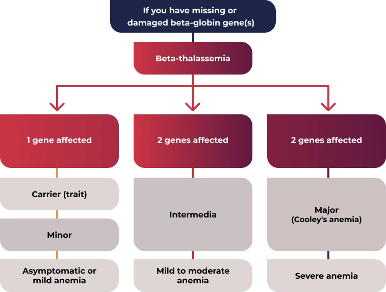 Beta-thalassemia can be minor or major. The absence or damage of the beta gene will determine the severity of symptoms.